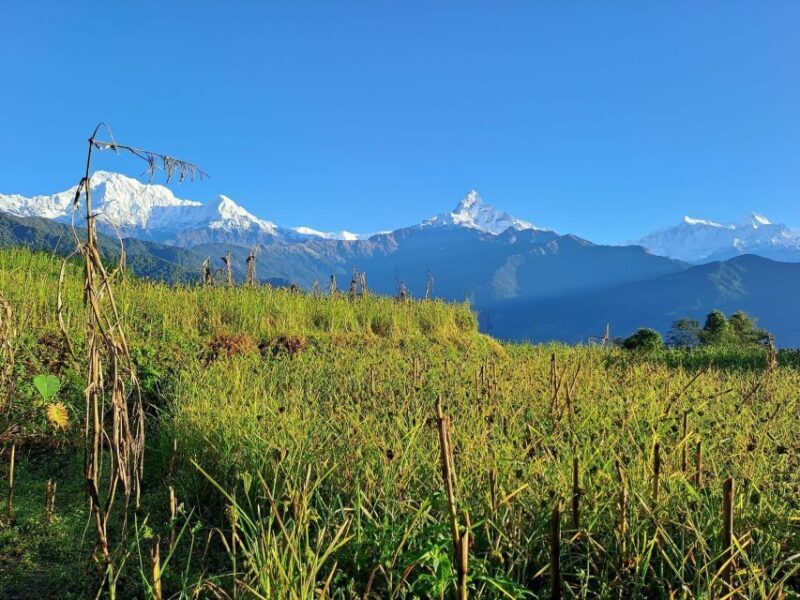 Pokhara: Australian Camp & Dhampus Village Group Join Hike - The Value of This Tour