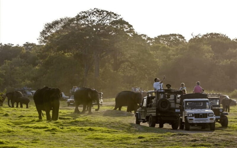 Polonnaruwa Ancient City and Wildlife Safari from Dambulla - Key Points
