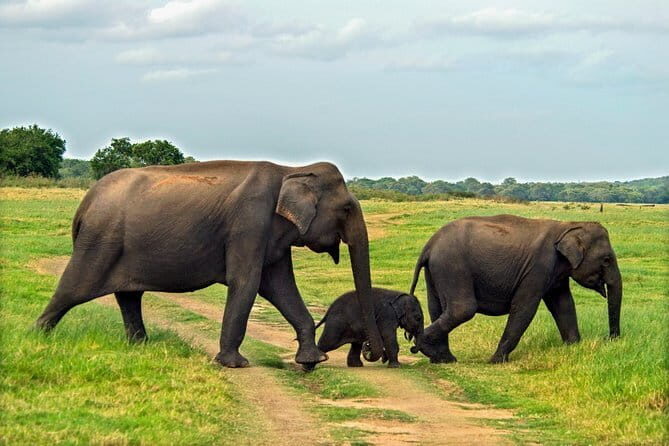 Polonnaruwa Ancient Kingdom and Wild Elephant Safari from Habarana - Who Should Consider This Tour?