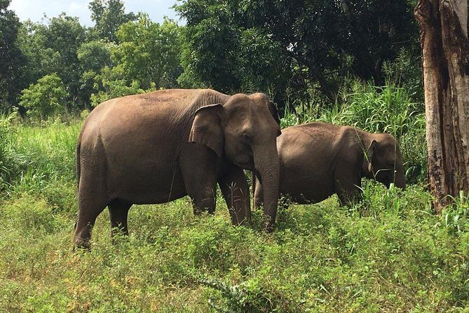 Polonnaruwa Day Tour with Lunch by Mahaweli - Final Thoughts