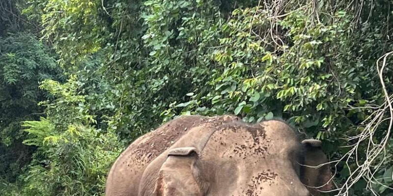 Polonnaruwa Sight Seeing Tour and Minneriya Elephant Safari - An In-Depth Look at the Tour Experience