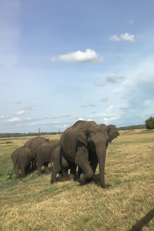 Polonnaruwa Sight Seeing Tour and Minneriya Elephant Safari - The Sum Up