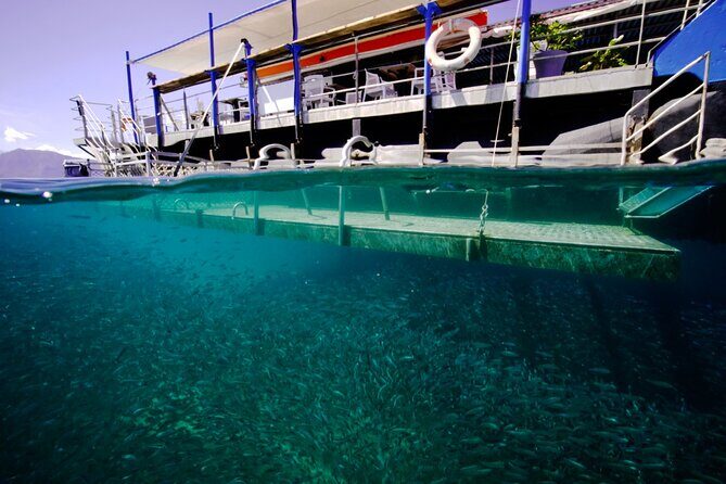 Ponton Day Trip SWIM with fishs All meals included & Transport - Price and Value: Is It Worth It?