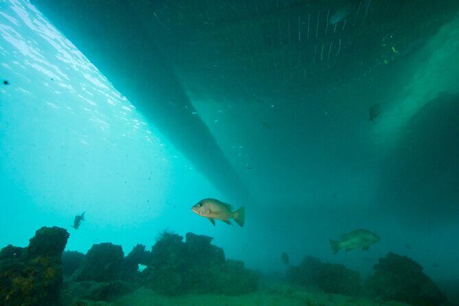 Ponton Day Trip SWIM with fishs All meals included & Transport - FAQ
