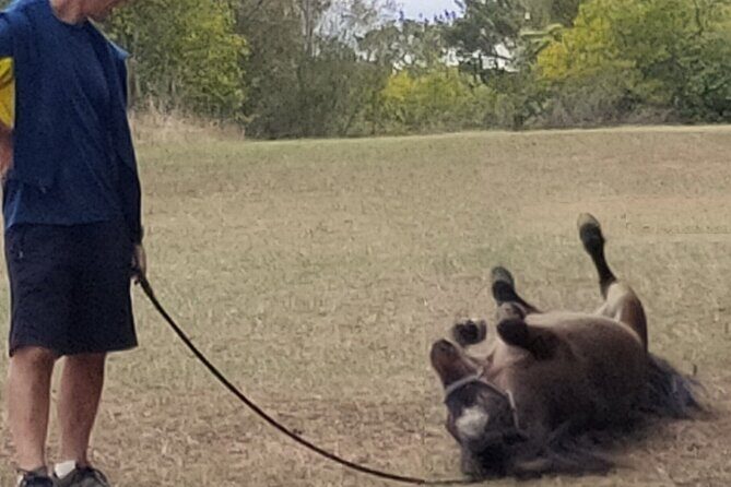 Pony Walking Adventure - An In-Depth Look at the Pony Walking Adventure