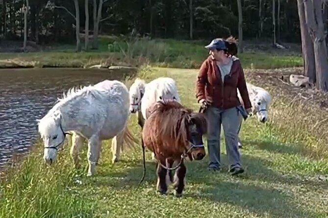 Pony Walking Adventure - Final Thoughts: Is This Tour for You?
