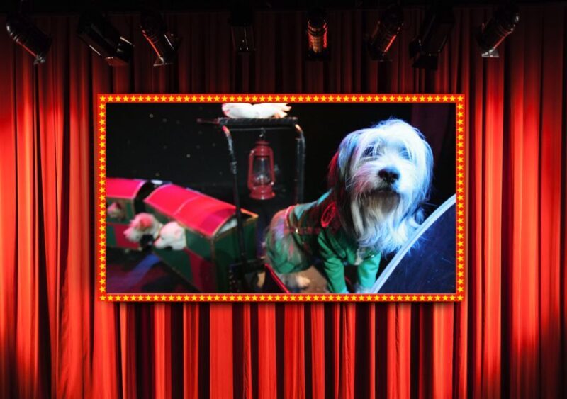 Popovich Comedy Pet Theater in Las Vegas - The Venue and Accessibility
