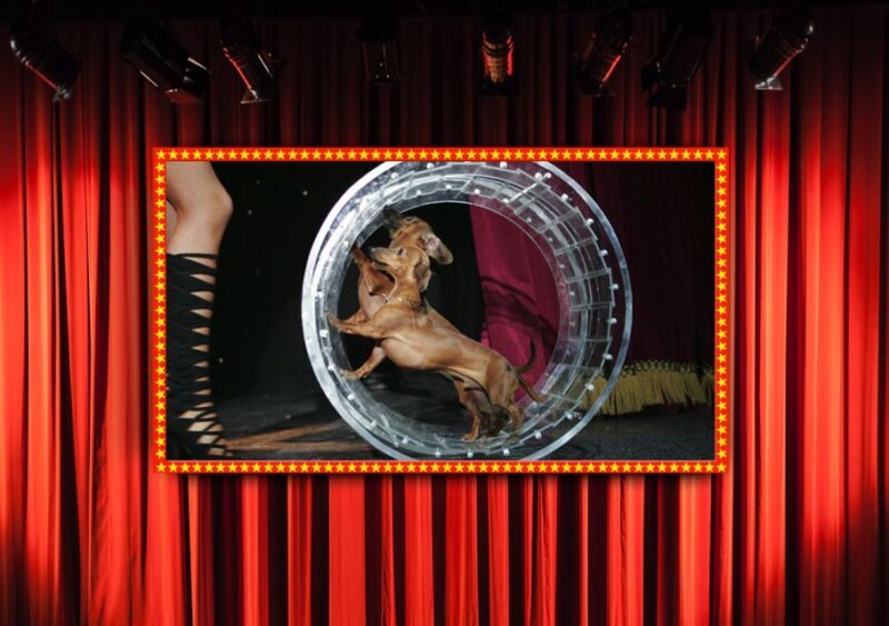 Popovich Comedy Pet Theater in Las Vegas - Authentic Experiences from Visitors
