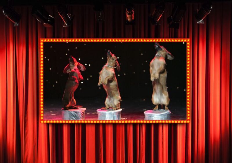 Popovich Comedy Pet Theater in Las Vegas - Who Should Attend?