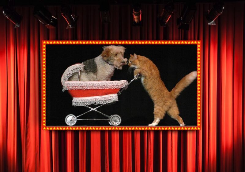 Popovich Comedy Pet Theater in Las Vegas - The Sum Up: Is It Worth It?