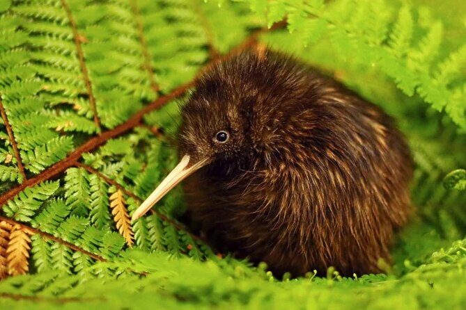 **Popular Cruiseship Tour** - Total Kiwi Experience! - Starting Point & First Impressions