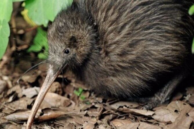 **Popular Cruiseship Tour** - Total Kiwi Experience! - Lunch & Additional Flexibility