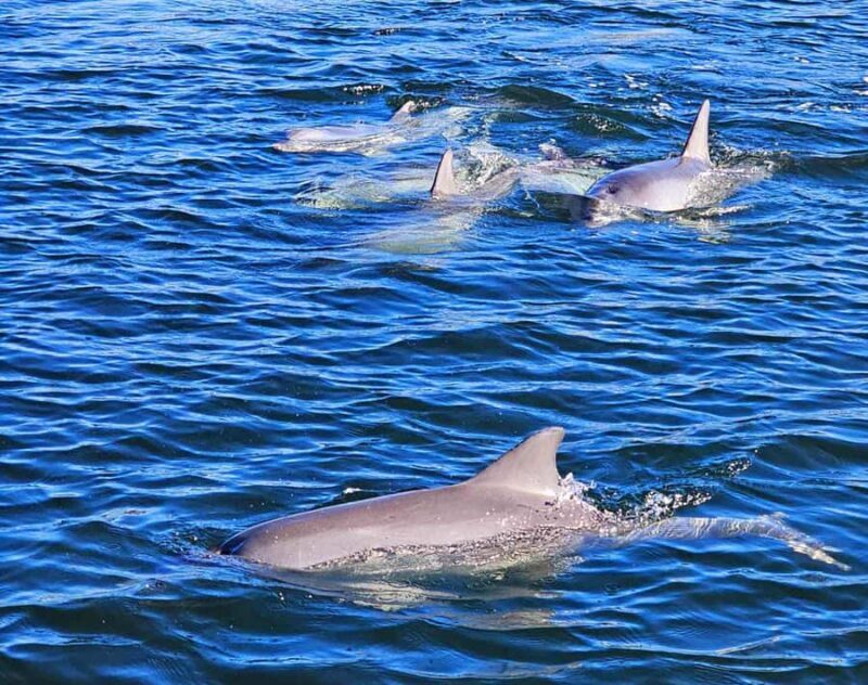 Port Adelaide: Dolphin and Maritime Cruise - Key Points