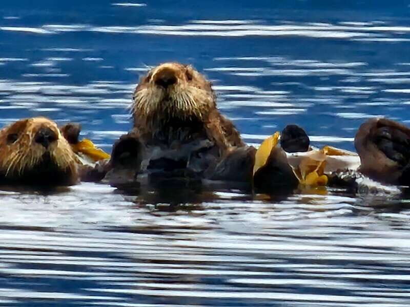Port Alice: Sea Otter and Wildlife Tour - 6 hour with lunch - Discovering Port Alice’s Natural Charm