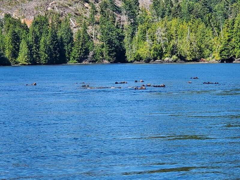 Port Alice: Sea Otter and Wildlife Tour - 6 hour with lunch - FAQ