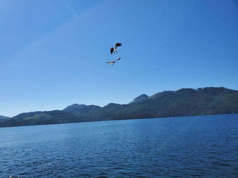 Port Alice: Sea Otter and Wildlife Watching Boat Tour - Exploring the Details of the Wildlife Tour