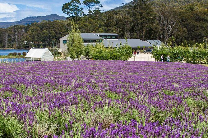 Port Arthur and Tasman Sights with Harbour Cruise - FAQ: Practical Questions About the Tour
