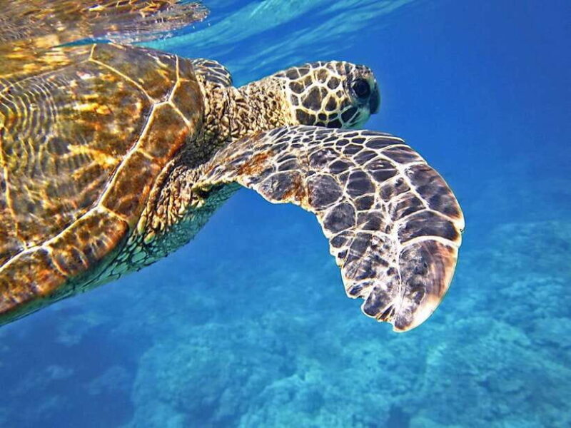 Port Barton: Island Hopping to Turtle Spot & Reef with Lunch - Key Points