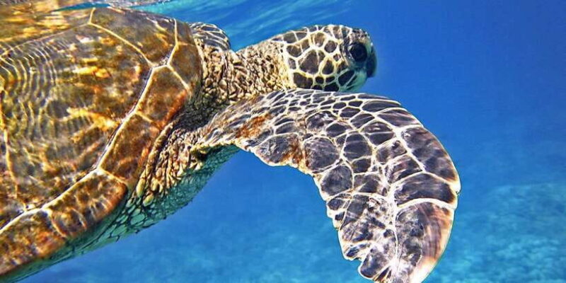 Port Barton: Island Hopping to Turtle Spot & Reef with Lunch - Frequently Asked Questions