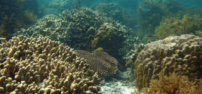 Port Barton: Island Hopping to Turtle Spot & Reef with Lunch - Introduction: Why Consider This Tour?