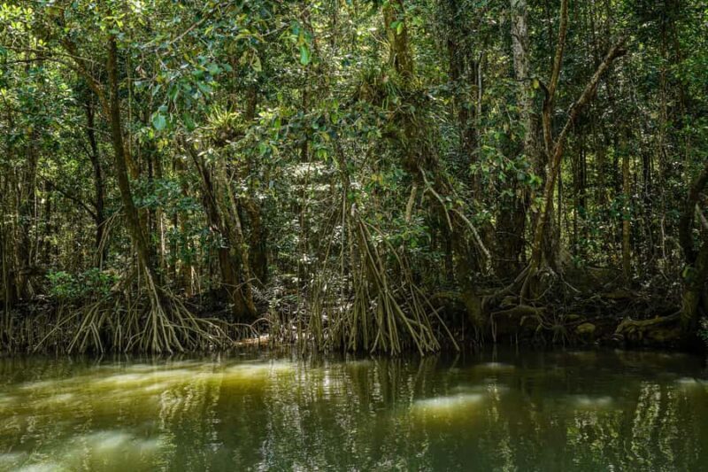 Port Douglas: Afternoon Daintree Tour w/ Wildlife Cruise - Frequently Asked Questions