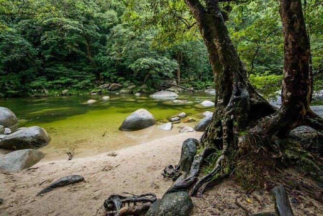 Port Douglas Daintree National Park Boutique Full-Day Tour - The Value Proposition: Is It Worth It?
