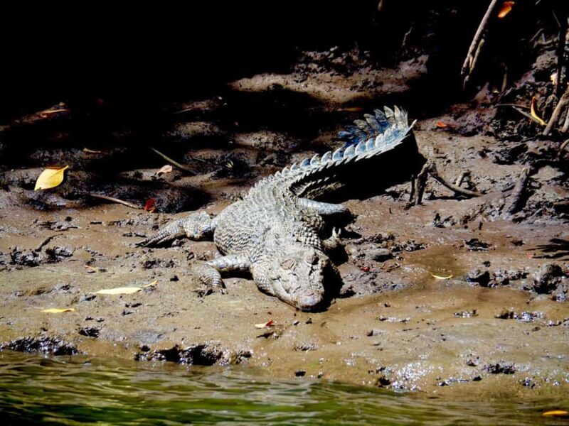 Port Douglas: Daintree Rainforest and Cape Tribulation Tour - Key Points