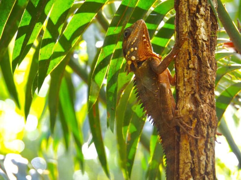 Port Douglas: Daintree Rainforest and Cape Tribulation Tour - FAQ