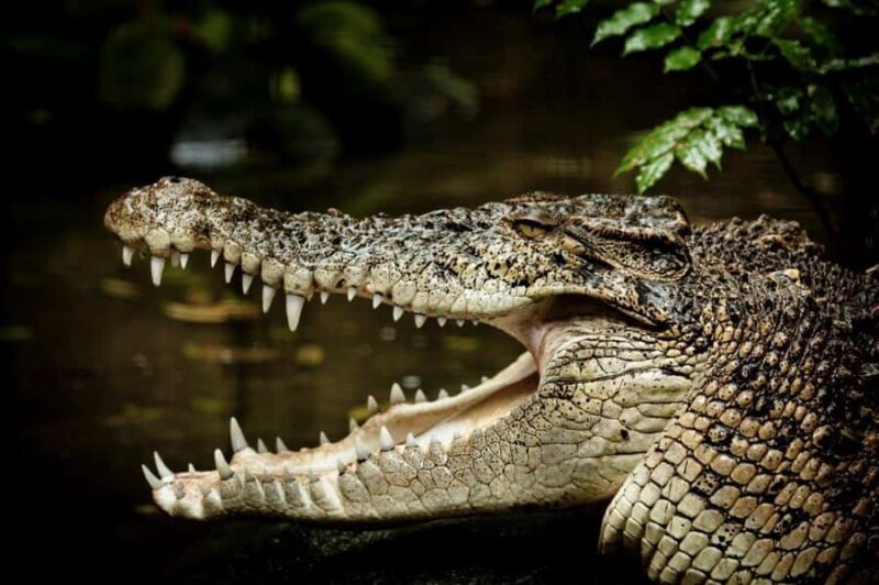 Port Douglas: Daintree Rainforest and Mossman Gorge Tour - Introducing the Tour Experience