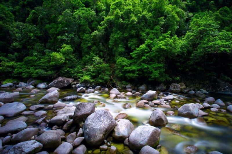 Port Douglas: Daintree Rainforest and Mossman Gorge Tour - Review Highlights: What Travelers Say