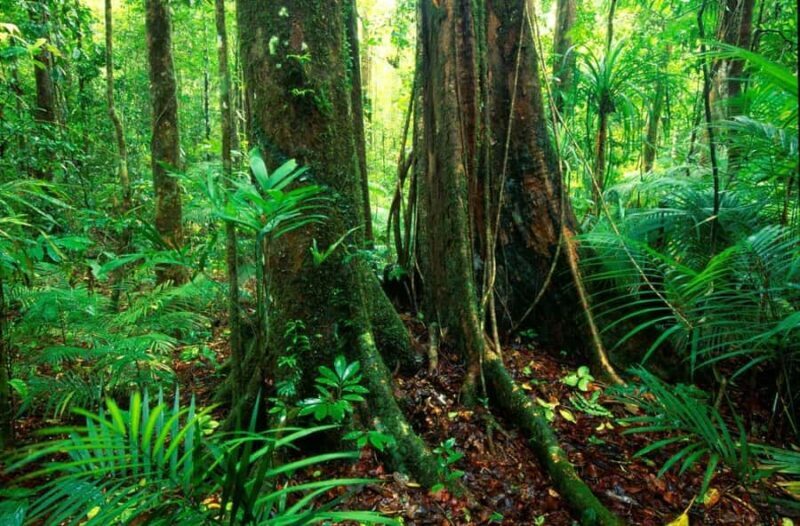 Port Douglas: Daintree Rainforest and Mossman Gorge Tour - The Sum Up: Who Will Love This Tour?