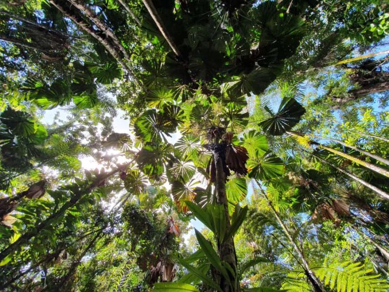 Port Douglas: Daintree Rainforest and Mossman Gorge Tour - Frequently Asked Questions