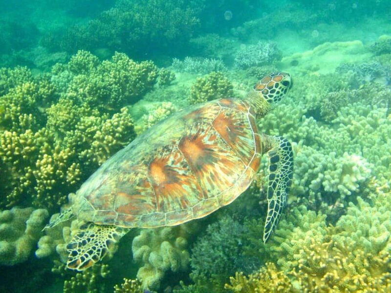 Port Douglas: Half-Day Low Island and Lagoon Snorkeling Tour - A Practical Look at the Experience