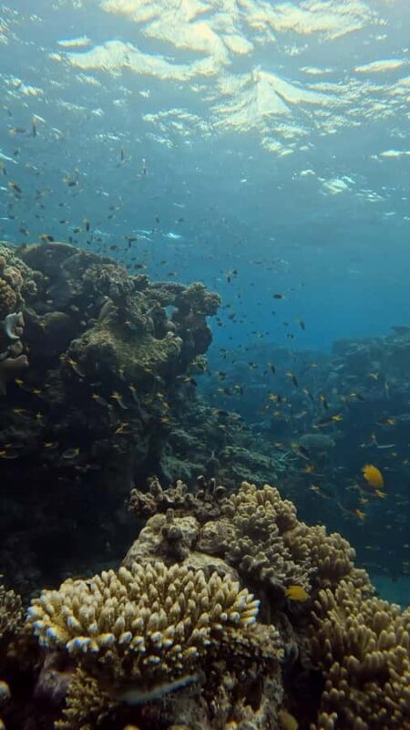 Port Douglas: Half Day Outer Reef Snorkelling Tour - A Practical Guide to Your Reef Adventure