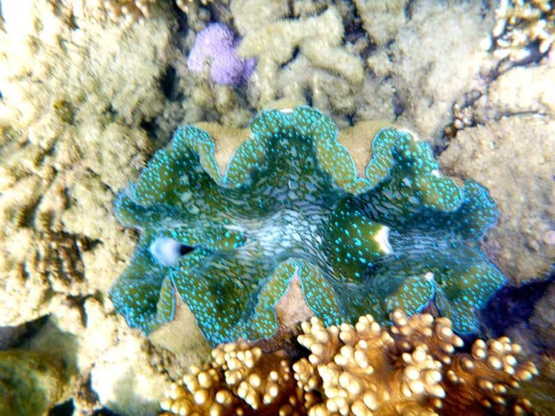 Port Douglas: Half Day Outer Reef Snorkelling Tour - Frequently Asked Questions