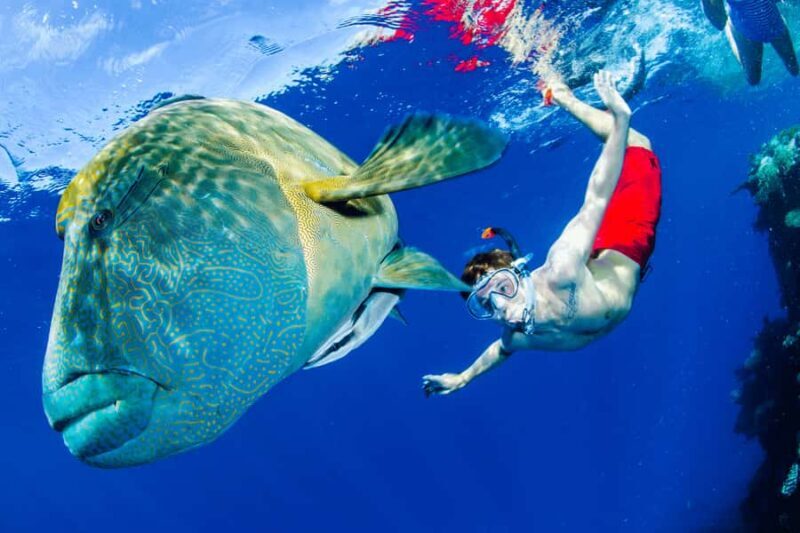 Port Douglas: Just 12 Passengers Guided Snorkel Reef Cruise - FAQ