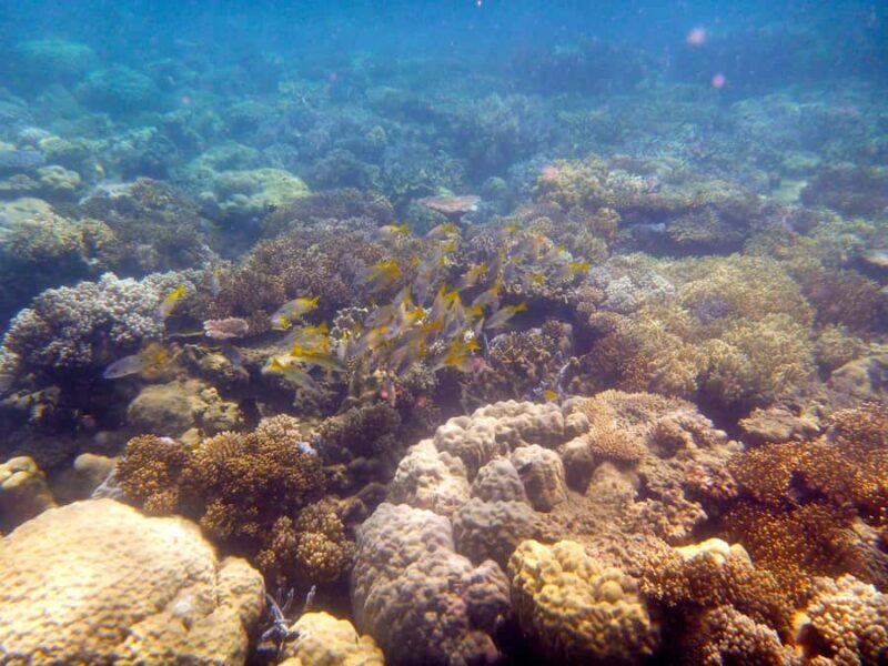 Port Douglas: Low Isles Reef Snorkeling Tour - Who This Tour Is Best For