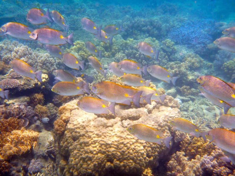 Port Douglas: Low Isles Reef Snorkeling Tour - Final Words