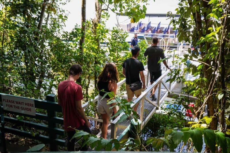 Port Douglas: Morning Daintree Tour w/ Wildlife Cruise - An In-Depth Look at the Tour Experience