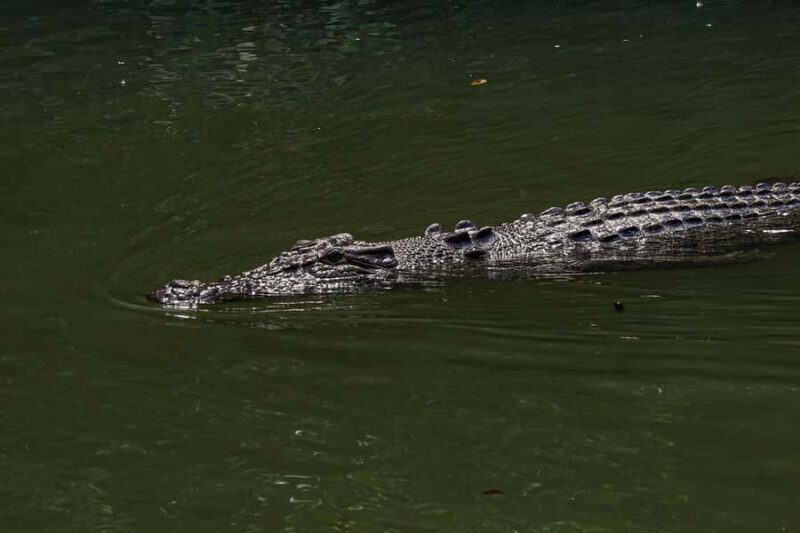 Port Douglas: Morning Daintree Tour w/ Wildlife Cruise - Frequently Asked Questions