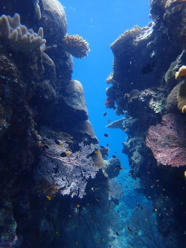 Port Douglas: Outer Great Barrier Reef Snorkeling Cruise - Exploring the Reef: The First Stop