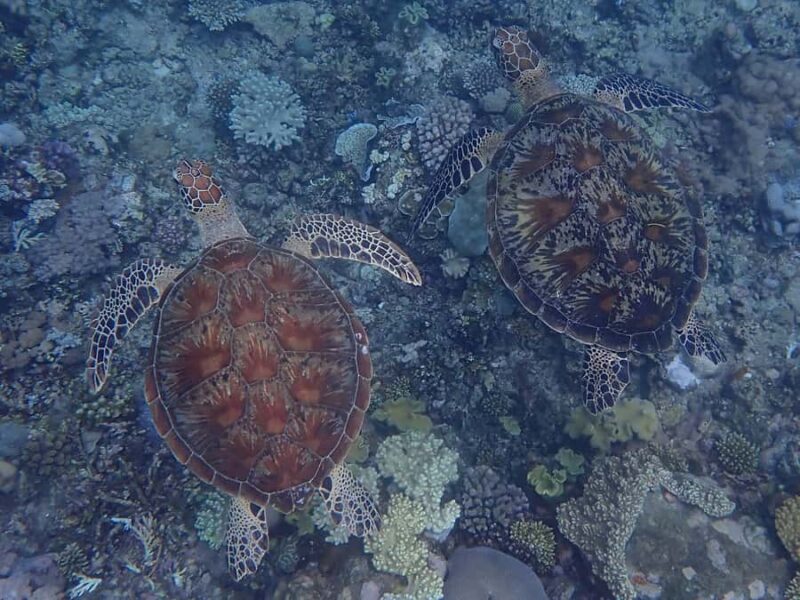 Port Douglas: Outer Great Barrier Reef Snorkeling Cruise - Lunch: Gourmet, Eco-Aware, and Dietary Friendly