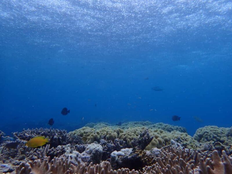 Port Douglas: Outer Great Barrier Reef Snorkeling Cruise - The Return Journey: Scenic and Reflective