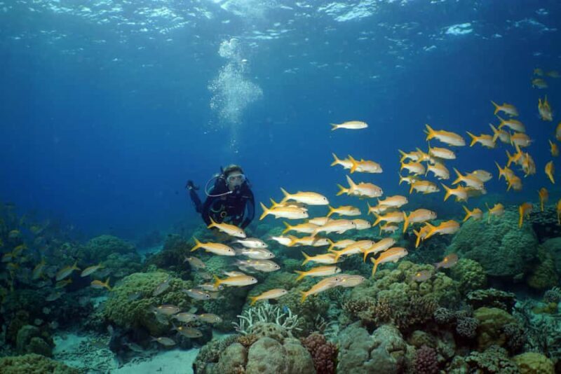 Port Douglas: Poseidon Outer Barrier Reef Dive and Snorkel - An Introduction to the Poseidon Reef Experience