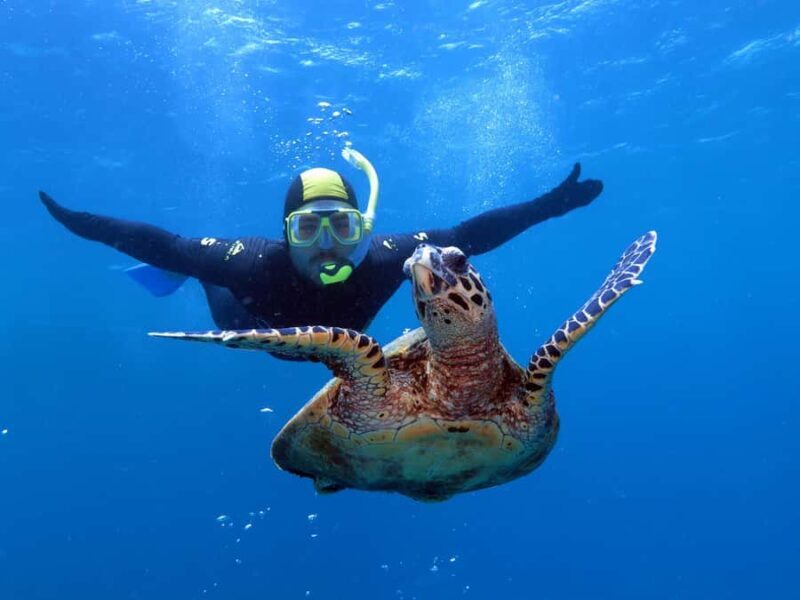 Port Douglas: Poseidon Outer Barrier Reef Dive and Snorkel - Why This Tour Stands Out
