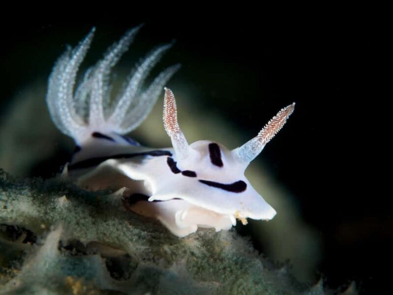 Port Douglas: Premium Outer Reef Dive Trip - An In-depth Look at the Experience