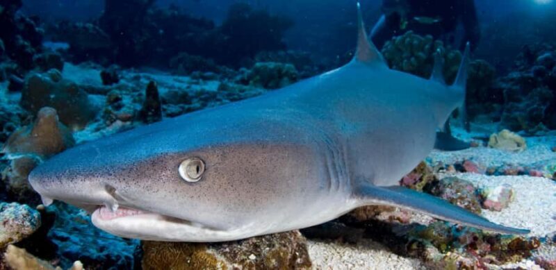 Port Douglas: Premium Outer Reef Dive Trip - Final Thoughts: Is It Worth It?