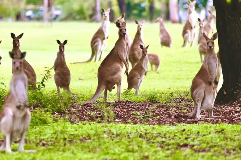 Port Douglas : Private Guide WILDLIFE Safari - Key Points