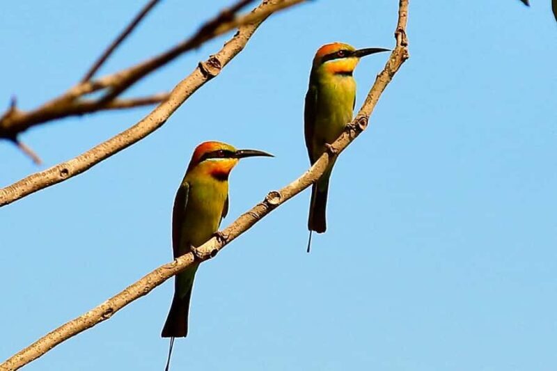 Port Douglas : Private Guide WILDLIFE Safari - Starting the Journey: From Port Douglas to the Atherton Tablelands