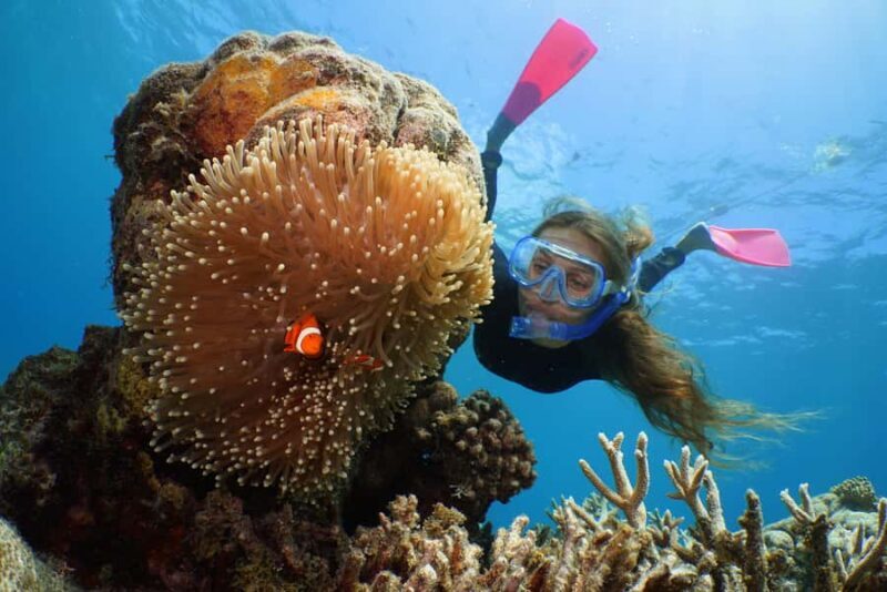 Port Douglas: Quicksilver Outer Barrier Reef Full-Day Cruise - An Introduction to the Quicksilver Reef Experience